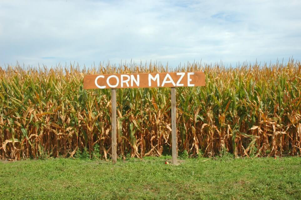 Corn maze