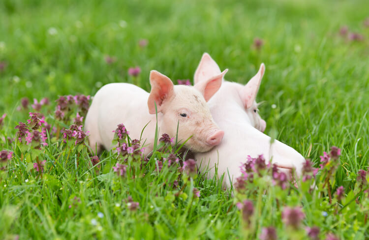 A pair of piglets playing on the lawn