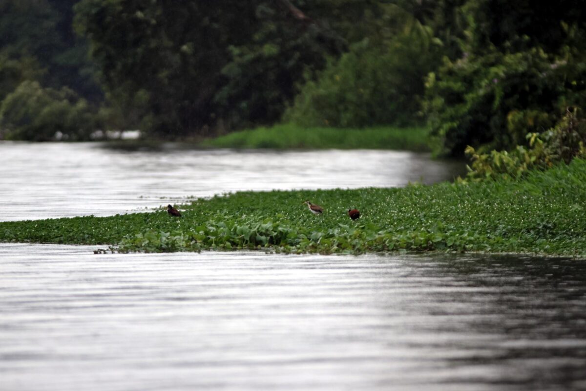 tortuguero limon caribbean costarica