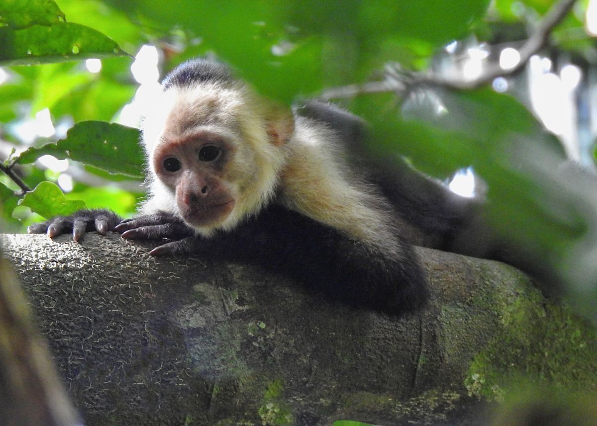 corcovado national park costa rica