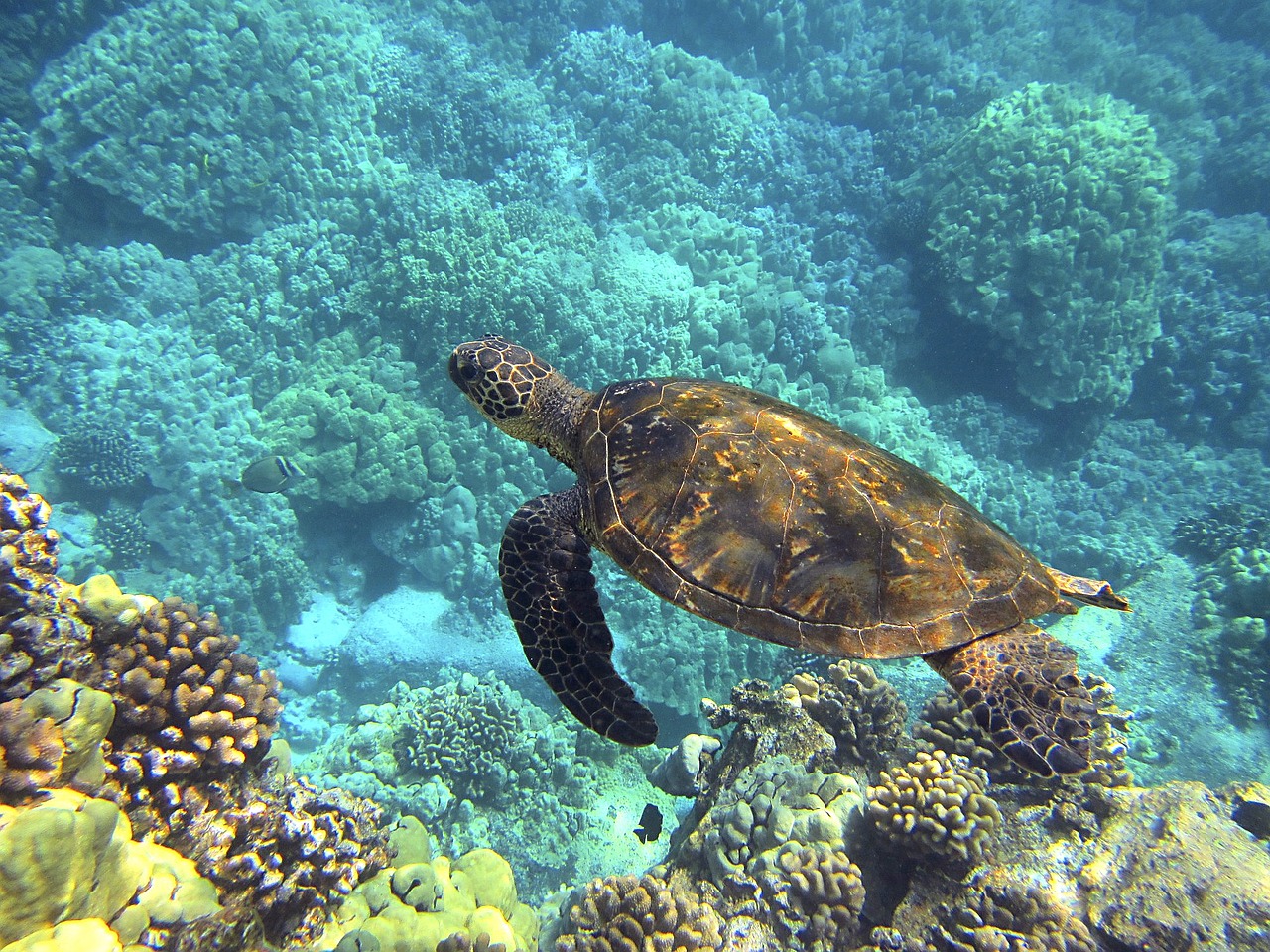 Hawaiian Sea Turtles