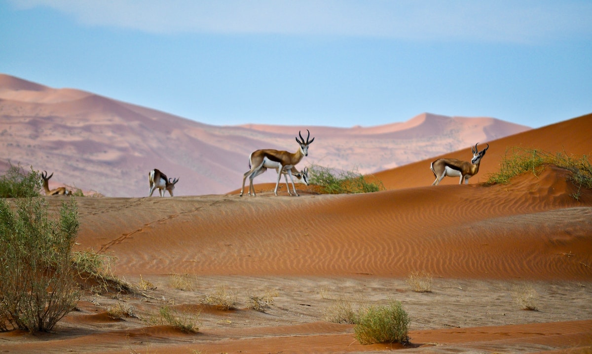 Safari in Namibia Africa