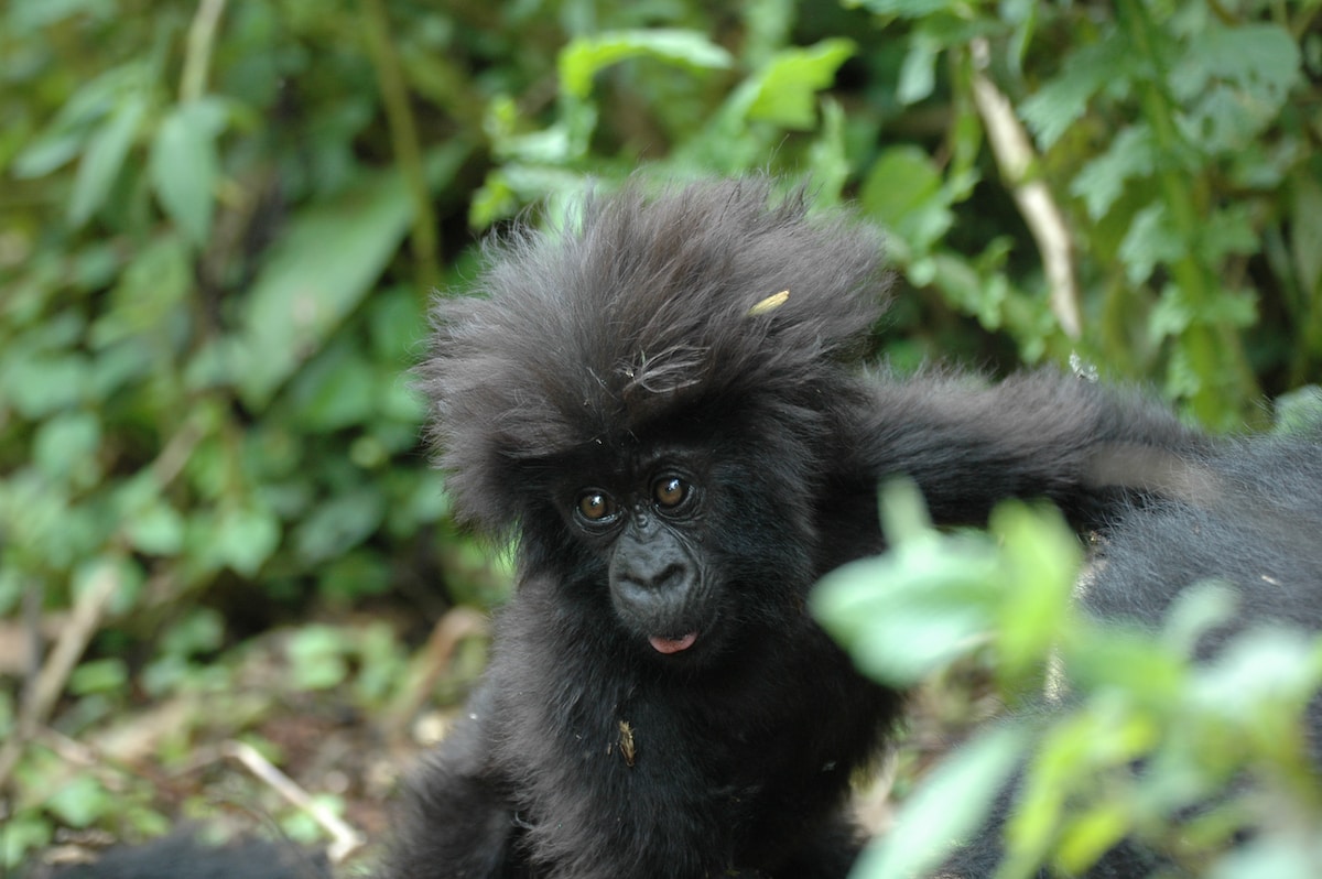 Rwanda Africa Safari Gorilla