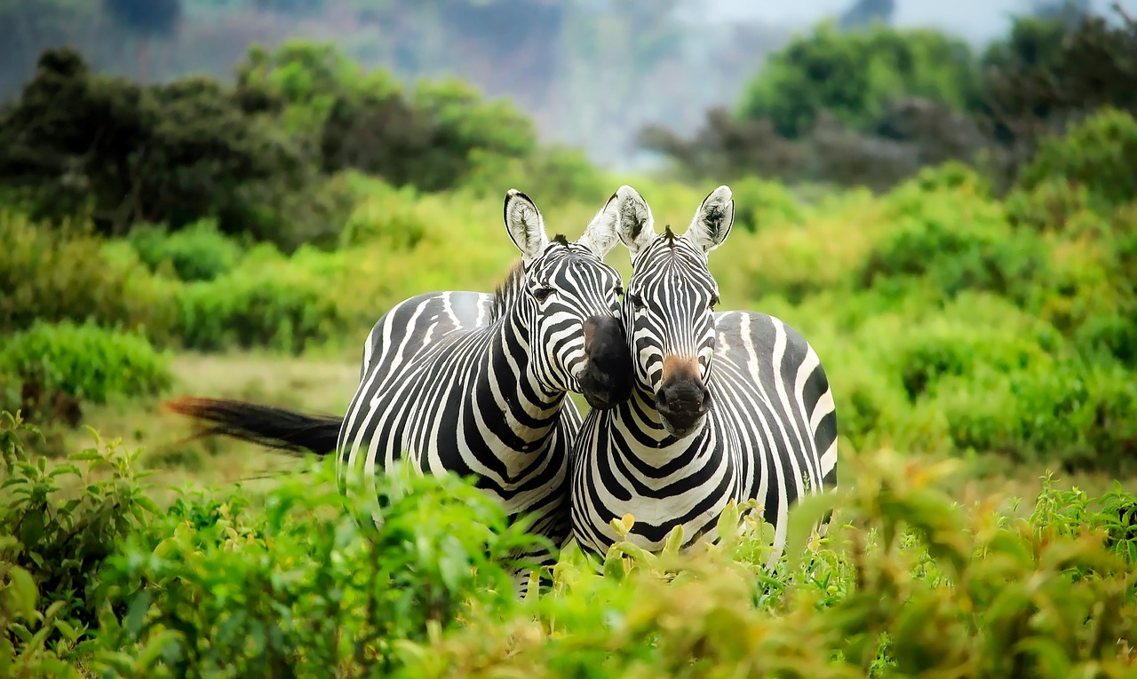 Kenya Safari Africa