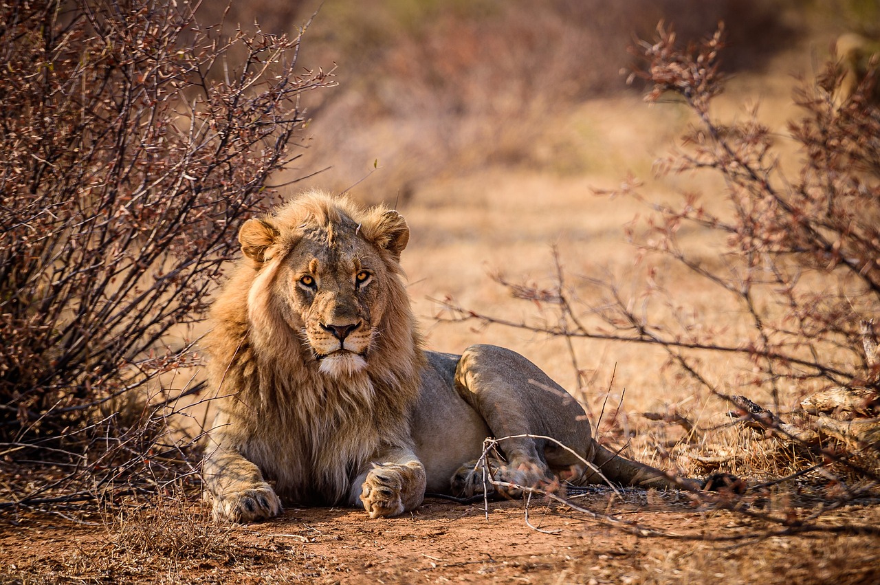 South Africa Safari