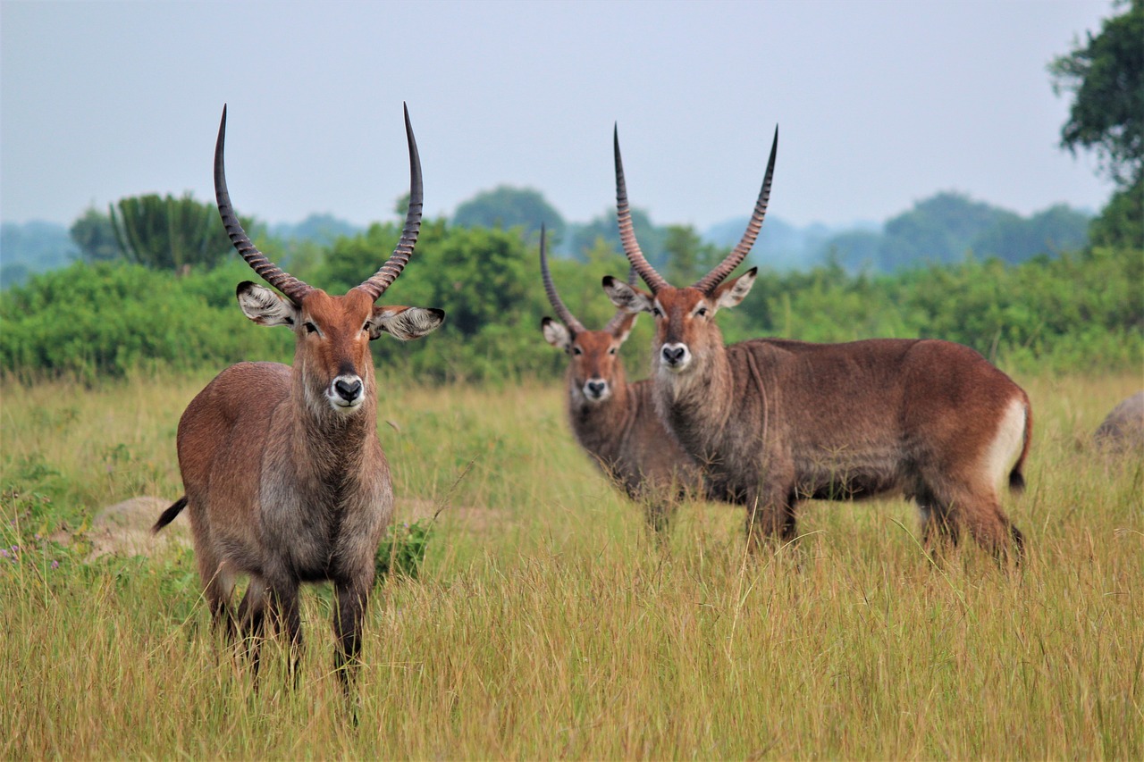 Uganda Africa Safari