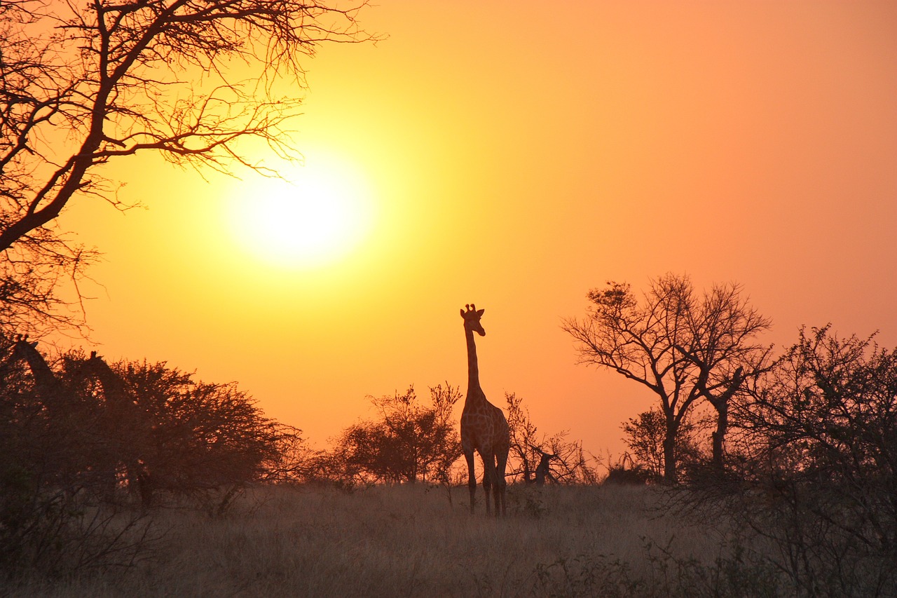 Zambia Africa Safari